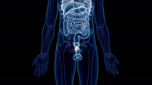 Human prostate gland anatomy rendered in high quality medical motion footage