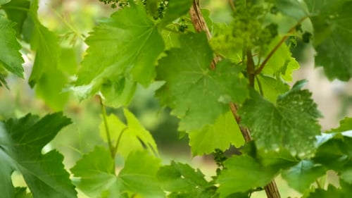 Trauben blühen im Garten Selective Focus