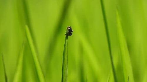 Black Spider in rice leaf - green .