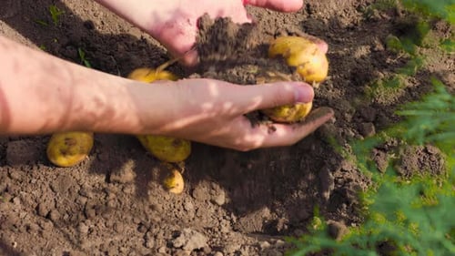 Planting Potatoes in Garden Soil