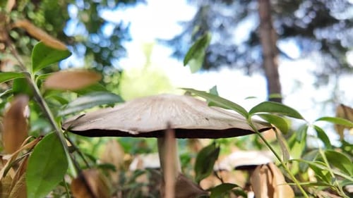 A large white Agaricus mushroom in the garden