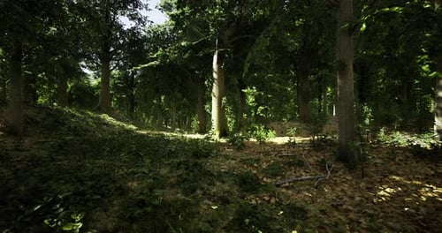 Sunlight Filters Through Trees in a Serene Forest Landscape During Midday