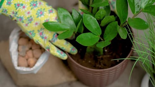 Gloved Hand Tending to Potted Plant
