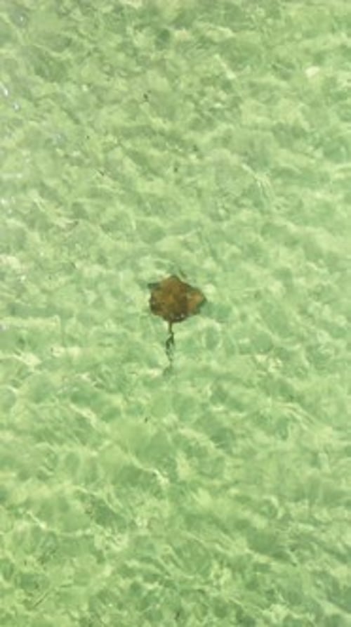 Aerial view of stingrays in turquoise waters, Australia.