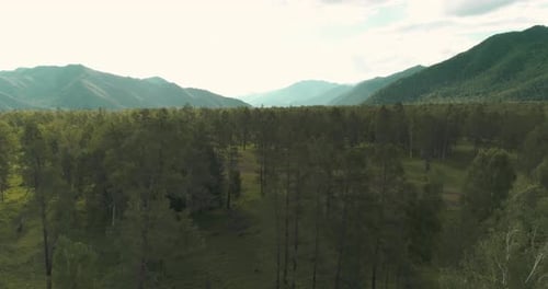 Aerial View Low Flight Above Evergreen Pine Tree Landscape with Endless Mountain Forest at Sunny