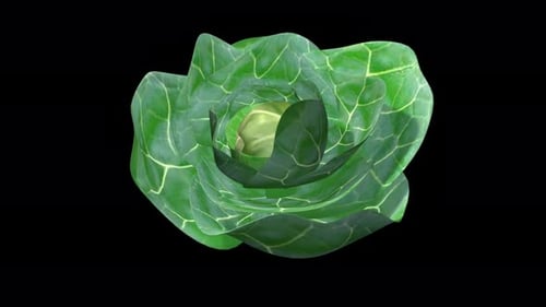 Tête de chou vert frais isolée sur fond noir