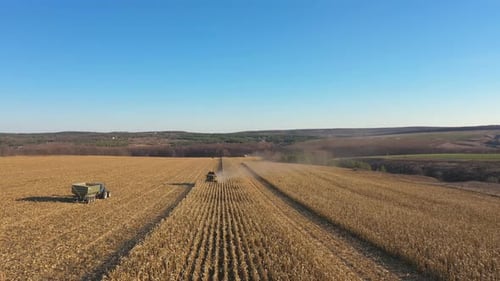 Luftaufnahme einer Erntemaschine, die Maisernte auf Ackerland sammelt und über einen Mähdrescher fliegt, der auf einer Maiswiese arbeitet