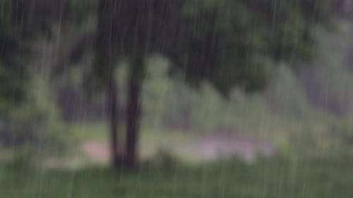 Regen kommt im Dschungel immer und man muss das Beste daraus machen; hier ist ein Filmmaterial vom Regen