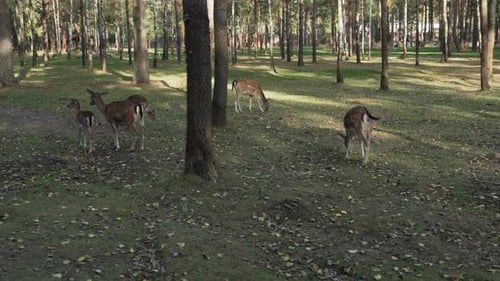 A herd of young deer grazing in the forest on a sunny day slow motion. Young true deer grazing