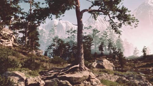 Rocky Ledge com uma floresta de pinheiros