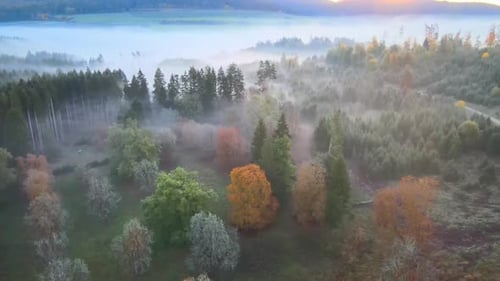 Sunrise in a misty forest