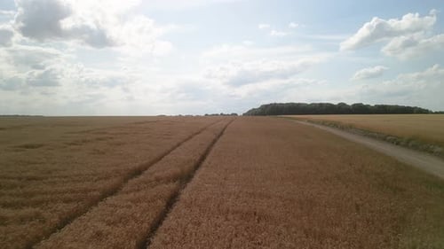 Wheat field aerial view in Ukraine
