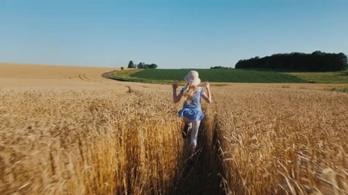 Happy Child y Runs Across the Wheat Field the Wind Blows Away Her Hat
