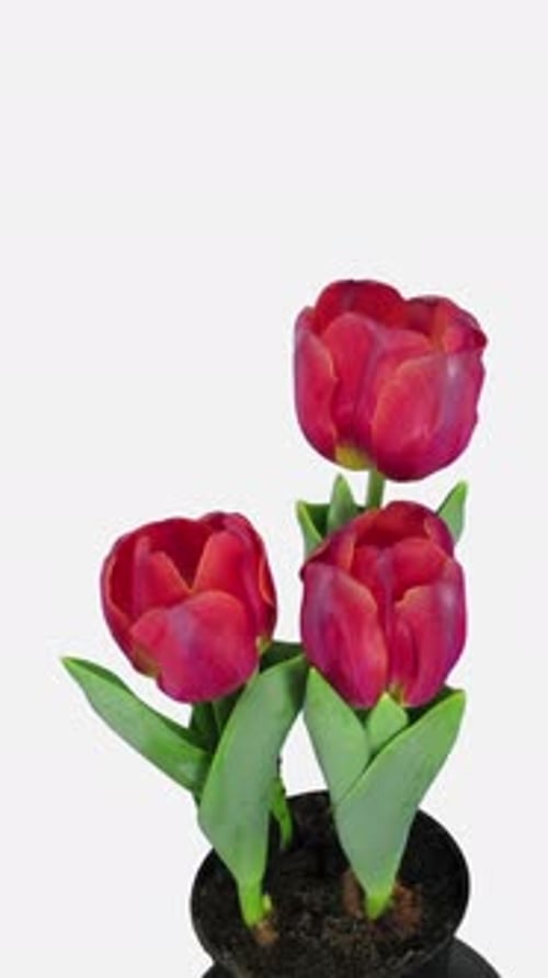 Red Tulips Blooming Time Lapse Close Up