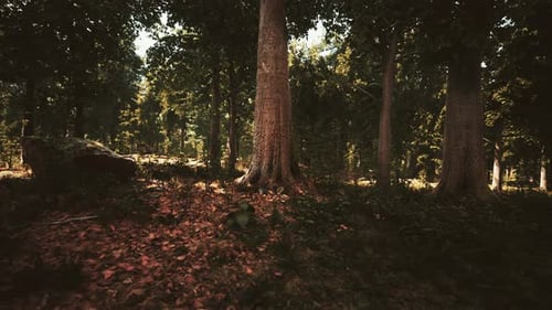 Misty Beech Forest on the Mountain Slope in a Nature Reserve
