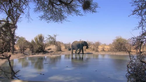 African elephant bull drink water near lake in the wild, Africa