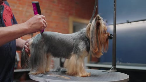 Groomer schneidet im Pflegesalon für Haustiere die Haare auf dem Rücken eines kleinen Yorkshire Terriers