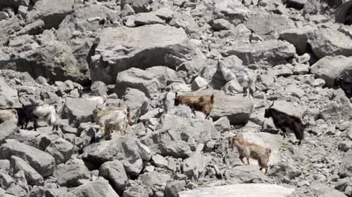 Goats Climbing Up On The Rocks Of A Mountain In Greece On A Sunny Day. - wide shot