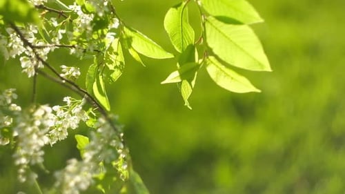 Spring Cherry Branches with Delicate White Flowers on Light Blurred Nature Background Hello Spring