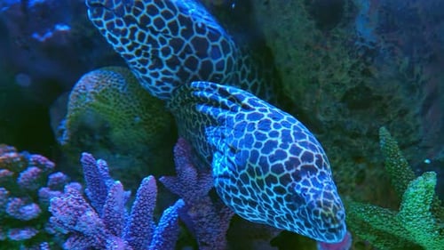 Closeup of Murena Underwater Murena on Coral Reef Diving