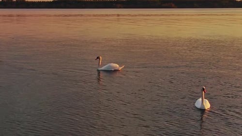 White Swans in River