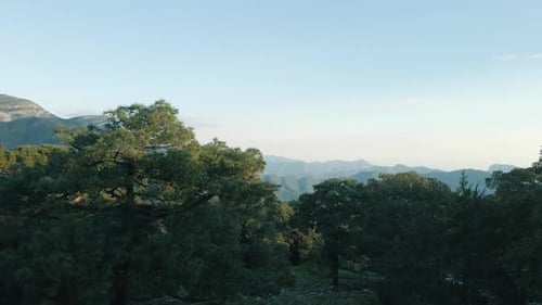 Flight through tree and fly up reveal of majestic mountain landscape, establishing aerial