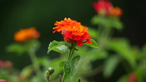 A close up of a flower