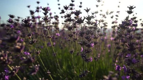 Lavendelfelder mit duftenden lila Blüten blühen bei Sonnenuntergang Üppige Lavendelbüsche in endlosen Reihen