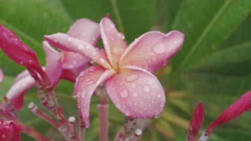 Pink Frangipani Flower with Water Droplets Close-Up