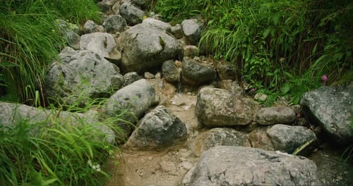 Ein kleiner Bach fließt durch Felsen, umgeben von üppigem grünem Gras und Wildblumen