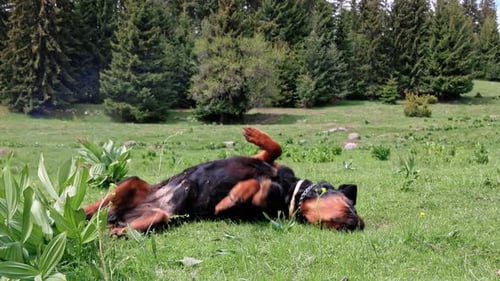 Playful Dog of the Rottweiler Breed Tumbles in Meadow with High Grass Bathed in Sunlight