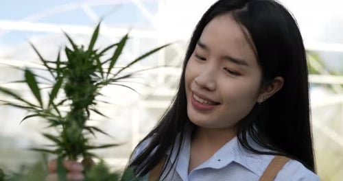 Young woman smile while touching on green leaves of cannabis
