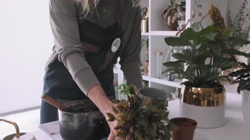 Downward tilting shot of a gorgeous young women potting a plant