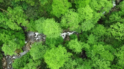 River in Forest Nature Morning Magical Aerial Landscape in Green Rainforest Trees