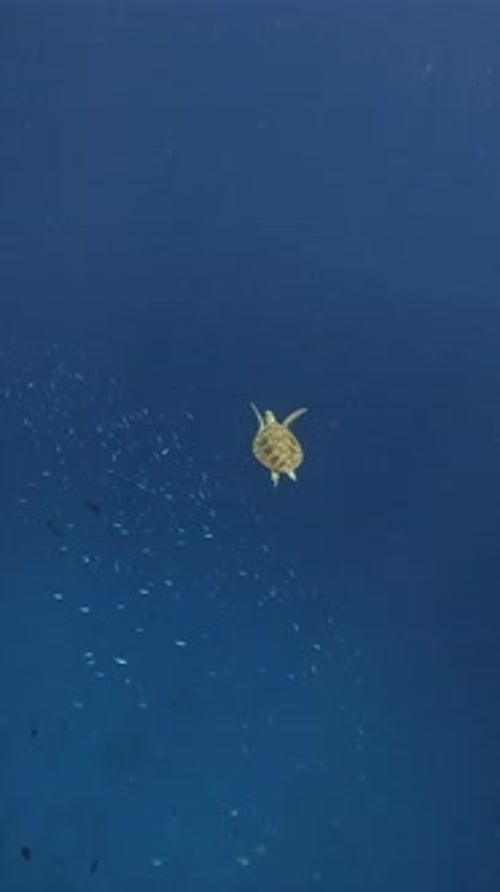 Sea Turtle Swimming in the Ocean
