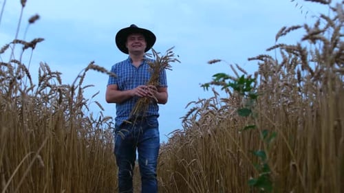 A Young Happy Farmer Holds Ears of Ripe Wheat in His Hands Against the Background of a Golden Field