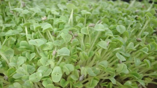 A Man's Hand in Close-Up Stroking Microgreens, Sprouted Chia Seed Shoots.