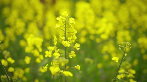 Yellow Wildflowers in the Field are Swayed By the Wind
