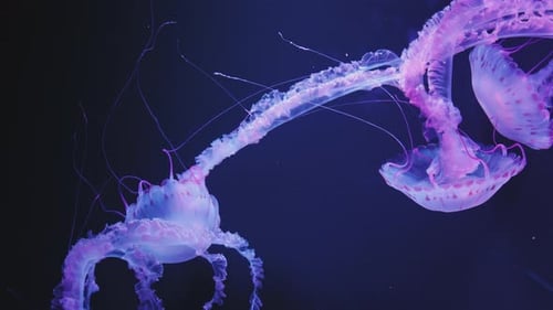 Jellyfish Floating Gracefully in Deep Blue Ocean