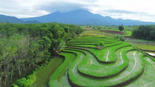 Beautiful morning view in Indonesia, panoramic landscape of rice fields with mountain ranges