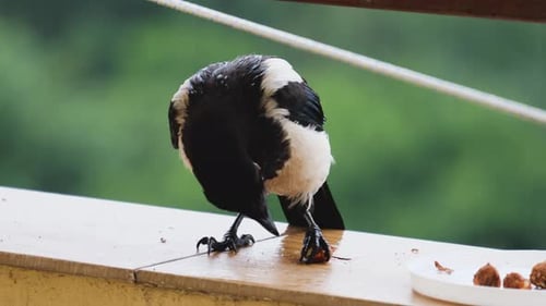 The Eurasian magpie bird pecks a hazelnut, a nut on a balcony against the backdrop of the forest.