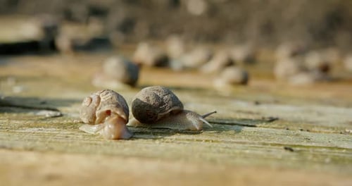 Farm Field for Growing Edible Snails a Place Where They Ripen on a Field of Wooden Pallets in All