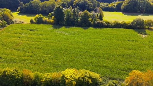 Lush Green Agricultural Field with Dense Tree Line in Bright Summer Sunlight