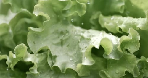 Close Up of Fresh Green Lettuce Leaves