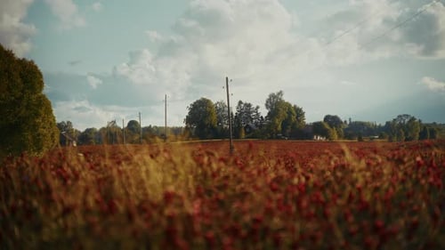 Red clover fields in Latvian countryside during summer