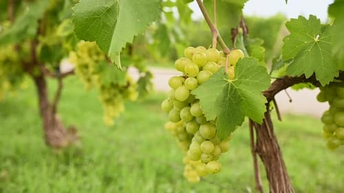 a Lot of Grape Bushes Against the Background of the Sky and Sunlight Agriculture Winery