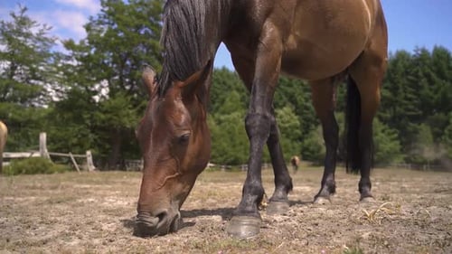 Closeup of cute brown horse eating grass in farm daylight in slow motion 60fps