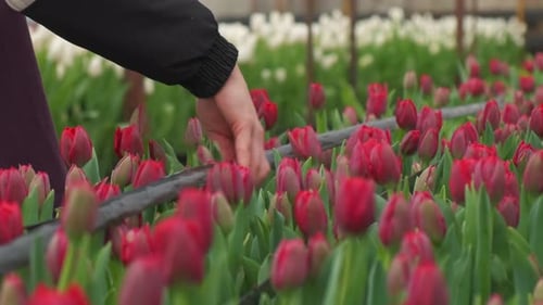 Close-Up of Vibrant Red Tulips in Greenhouse