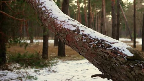 Umgestürzte, schneebedeckte Pinie im Wald, der die winterliche Landschaft des Pinienwaldes zeigt