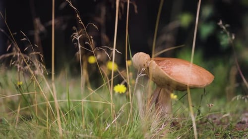 A close-up view of a single mushroom growing in a grassy area, surrounded by tall grass and yellow f